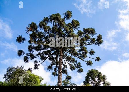 Le pin Paraná typique (araucaria angustifolia) pousse dans les régions froides du sud du Brésil et produit des pignons Banque D'Images