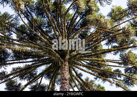 Le pin Paraná typique (araucaria angustifolia) pousse dans les régions froides du sud du Brésil et produit des pignons Banque D'Images