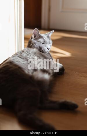 Chat bleu russe prend un bain de soleil dans la pièce ensoleillée Banque D'Images