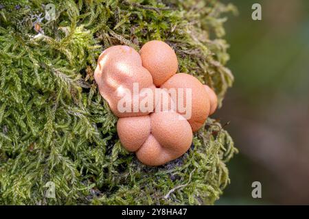 Wolf's Milk Slime Mold, New Forest, Hampshire, Royaume-Uni. Banque D'Images