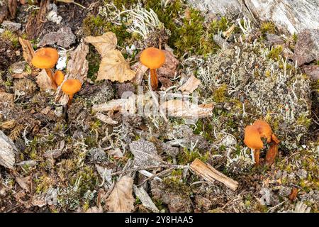 Trompeur commun, New Forest, Hampshire, Royaume-Uni. Banque D'Images