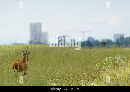 Portrait d'un cerf (Capreolus capreolus), courant dans le champ devant un gratte-ciel à Vienne, Autriche ; faune sauvage dans la ville Banque D'Images