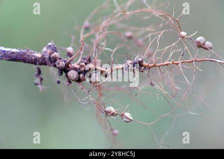 Nodules racinaires pour la fixation de l'azote formés par les bactéries Rhizobium sur les racines du soja. Banque D'Images
