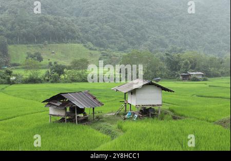 Vue de dessus de la rizière en terrasse avec ancienne cabane dans la province de Nan, Thaoland. Banque D'Images