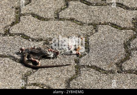 Rat mort écrasé sur une route Banque D'Images