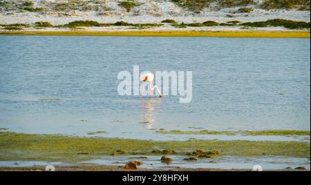 Flamants roses dans l'étang mari EMI, péninsule de Sinis, province d'Oristano, Sardaigne, Italie Banque D'Images