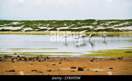 Flamants roses dans l'étang mari EMI, péninsule de Sinis, province d'Oristano, Sardaigne, Italie Banque D'Images