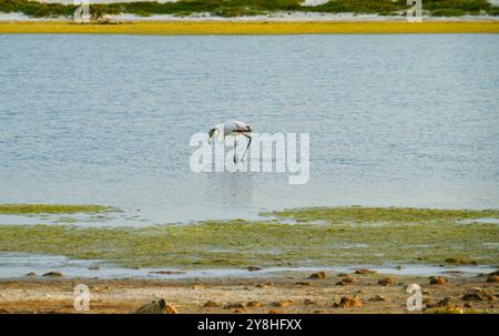 Flamants roses dans l'étang mari EMI, péninsule de Sinis, province d'Oristano, Sardaigne, Italie Banque D'Images