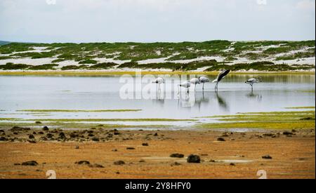 Flamants roses dans l'étang mari EMI, péninsule de Sinis, province d'Oristano, Sardaigne, Italie Banque D'Images