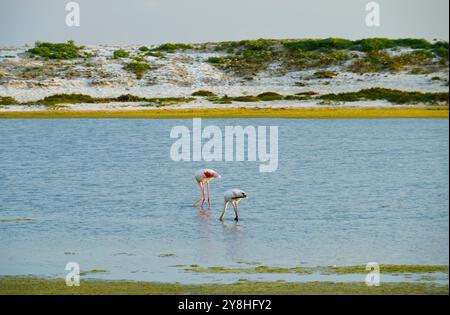 Flamants roses dans l'étang mari EMI, péninsule de Sinis, province d'Oristano, Sardaigne, Italie Banque D'Images