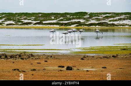 Flamants roses dans l'étang mari EMI, péninsule de Sinis, province d'Oristano, Sardaigne, Italie Banque D'Images