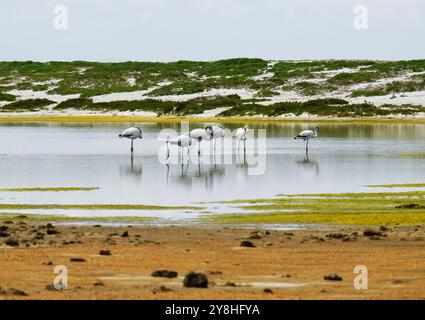 Flamants roses dans l'étang mari EMI, péninsule de Sinis, province d'Oristano, Sardaigne, Italie Banque D'Images