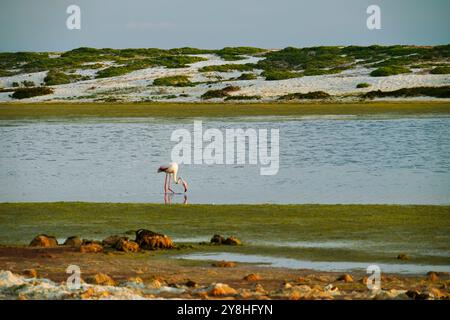 Flamants roses dans l'étang mari EMI, péninsule de Sinis, province d'Oristano, Sardaigne, Italie Banque D'Images