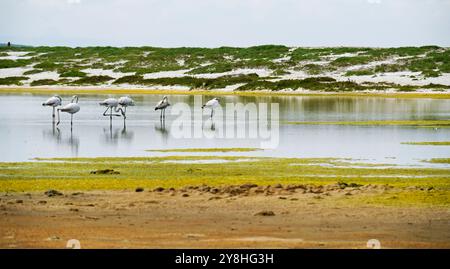 Flamants roses dans l'étang mari EMI, péninsule de Sinis, province d'Oristano, Sardaigne, Italie Banque D'Images