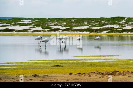 Flamants roses dans l'étang mari EMI, péninsule de Sinis, province d'Oristano, Sardaigne, Italie Banque D'Images