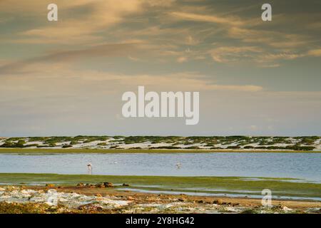 Flamants roses dans l'étang mari EMI, péninsule de Sinis, province d'Oristano, Sardaigne, Italie Banque D'Images