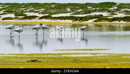 Flamants roses dans l'étang mari EMI, péninsule de Sinis, province d'Oristano, Sardaigne, Italie Banque D'Images