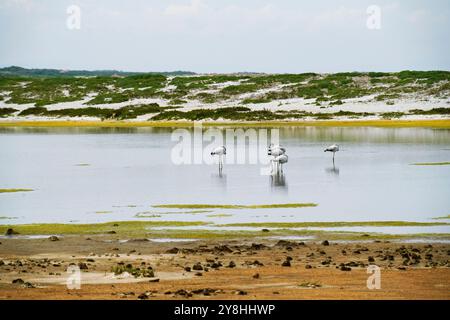 Flamants roses dans l'étang mari EMI, péninsule de Sinis, province d'Oristano, Sardaigne, Italie Banque D'Images