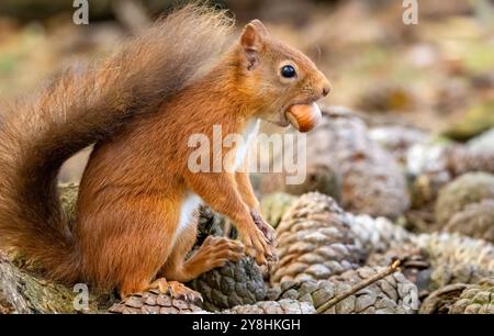 Gros plan d'un joli petit écureuil rouge écossais avec une noisette dans sa bouche debout sur des pommes de pin dans la forêt Banque D'Images