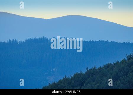 Arbres à la frontière de la Tchéquie et de la Slovaquie, Slovaquie Banque D'Images