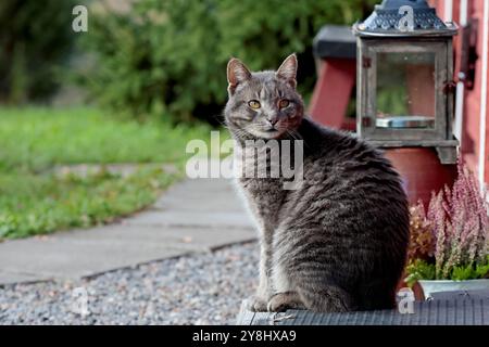 Doux chat gris maison mâle assis devant un bâtiment Banque D'Images