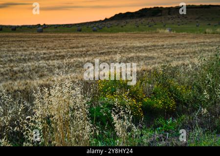 Coucher de soleil sur les collines de la péninsule de Sinis, Oristano, Sardaigne, Italie Banque D'Images