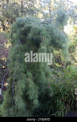 Pinus strobus 'Angel Falls' pleurant pin blanc. Banque D'Images