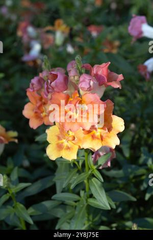 Antirrhinum majus 'Doubleshot Orange Bicolor' fleurs snapdragon poussant dans un jardin. Banque D'Images
