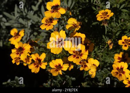 Tagetes patula 'Flamenco' fleurs de souci français. Banque D'Images
