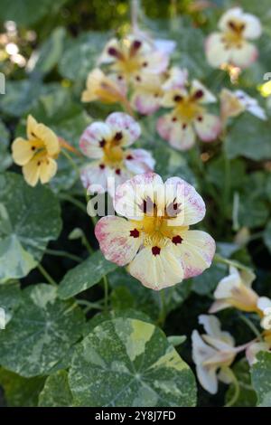 Fleurs de nasturtium Tropaeolum majus 'Troika Cream'. Banque D'Images