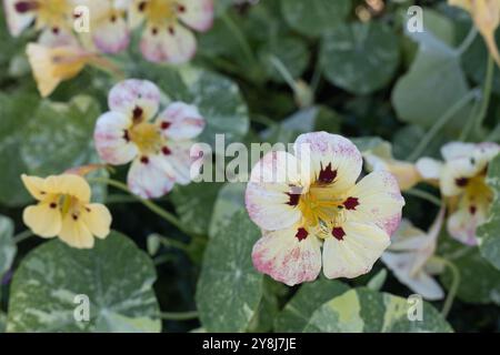 Fleurs de nasturtium Tropaeolum majus 'Troika Cream'. Banque D'Images