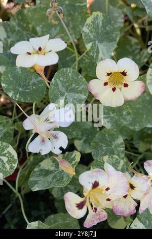 Fleurs de nasturtium Tropaeolum majus 'Troika Cream'. Banque D'Images