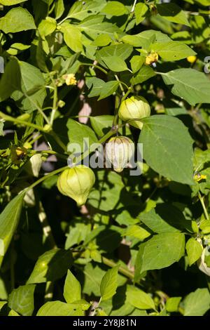 Physalis philadelphica 'Purple de milpa' tomatillo. Banque D'Images