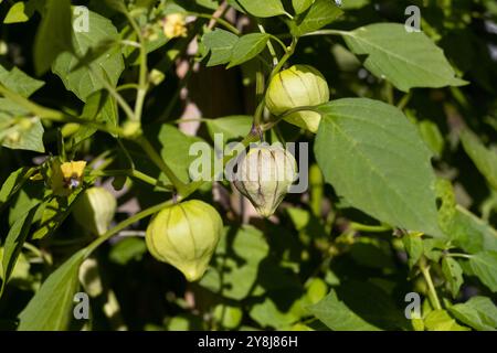 Physalis philadelphica 'Purple de milpa' tomatillo. Banque D'Images