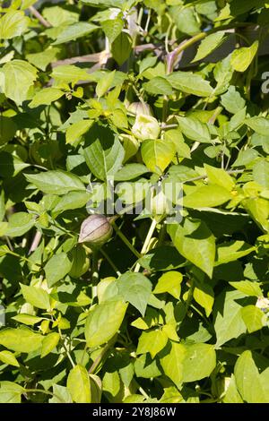 Physalis philadelphica 'Purple de milpa' tomatillo. Banque D'Images