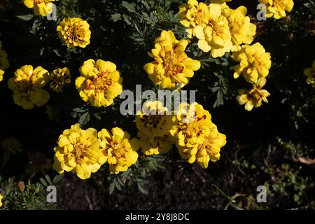 Tagetes patula 'Alumia Creme Brulee' fleurs de souci français. Banque D'Images