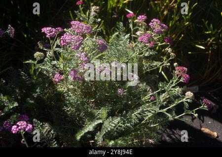 Achillea millefolium - 'New vintage violet' yarrow. Banque D'Images
