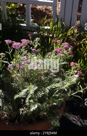 Achillea millefolium - 'New vintage violet' yarrow. Banque D'Images