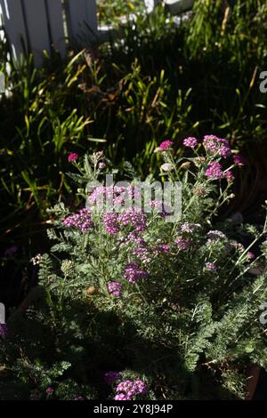 Achillea millefolium - 'New vintage violet' yarrow. Banque D'Images