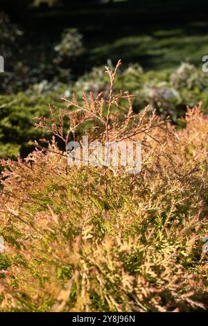 Thuja occidentalis 'Congabe' chef du feu arborvitae américain. Banque D'Images
