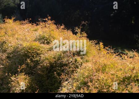 Thuja occidentalis 'Congabe' chef du feu arborvitae américain. Banque D'Images