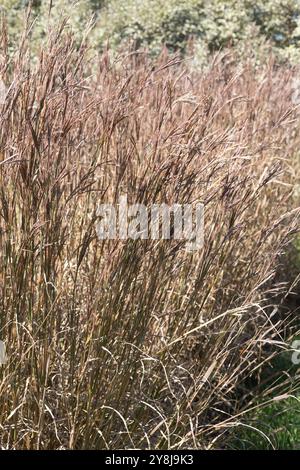 Andropogon gerardii 'Blackhawks' grande herbe bluestem. Banque D'Images