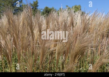 Miscanthus sinensis 'Rotsilber' herbe argentée japonaise. Banque D'Images