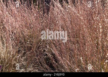 Schizachyrium scoparium 'MinnBlueA' Blue Heaven petite herbe de bluestem. Banque D'Images