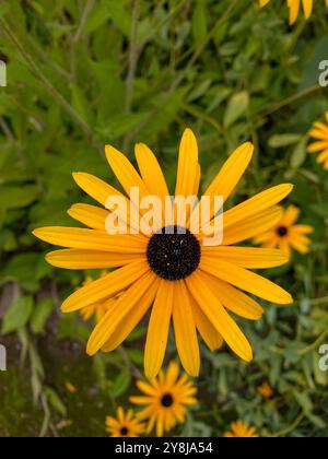 Gros plan de fleurs de marguerite jaune vif dans un jardin. Photo de haute qualité Banque D'Images