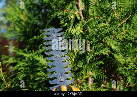 Cisailles de jardin alimentées par batterie pour tailler et façonner la couronne d'arbustes et de plantes. Ciseaux de jardin électriques. Tailler le buisson, la haie et le thuja travaillent dans Banque D'Images