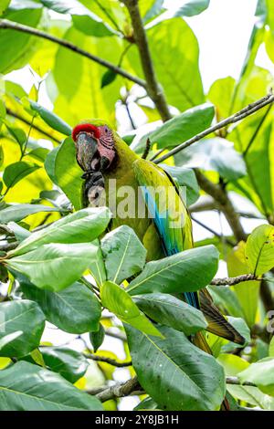 Grand Macaw vert (Ara ambiguus) du Costa Rica Banque D'Images