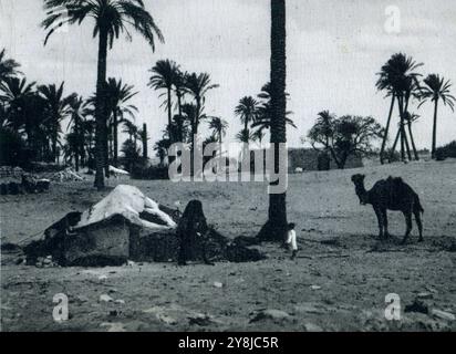 1940 - Libye, afrique du Nord - Camelus dromedarius - dromadaire Banque D'Images