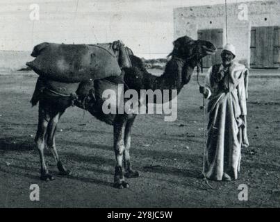 1940 - Libye, afrique du Nord - Camelus dromedarius - dromadaire Banque D'Images