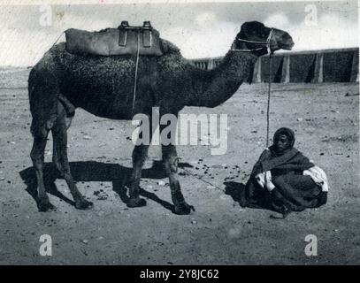 1940 - Libye, afrique du Nord - Camelus dromedarius - dromadaire Banque D'Images